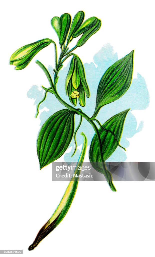 Vanilla planifolia ,flat-leaved vanilla, Tahitian vanilla, and West Indian vanilla ,vanilla