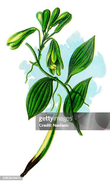 vanilla planifolia ,flat-leaved vanilla, tahitian vanilla, and west indian vanilla ,vanilla - vanilla stock illustrations