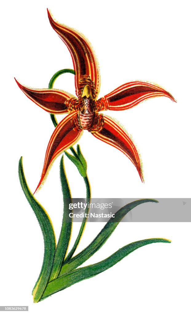 Paphinia cristata orchid
