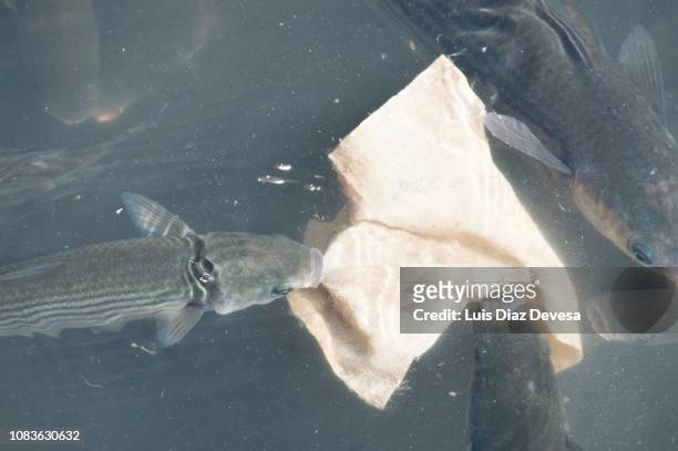 fish eating wet wipe, (  cleaning napkins ) pollution - baby wipes stock pictures, royalty-free photos & images