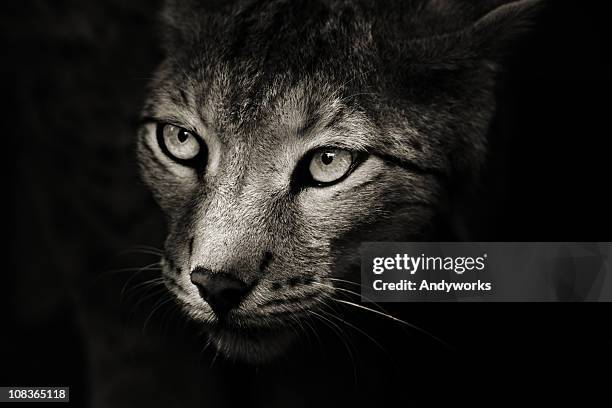 predator in the darkness - bobcat stock pictures, royalty-free photos & images