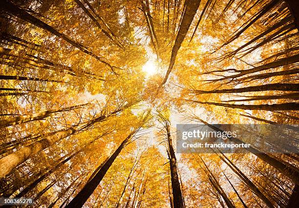 surrounded by tall trees, low angle shot - autumn season - aspen tree stock pictures, royalty-free photos & images