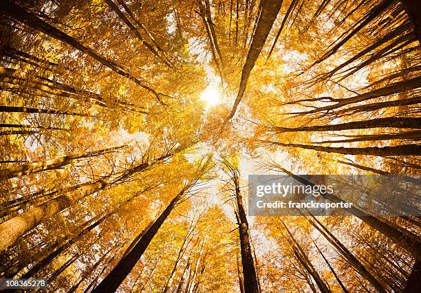 surrounded by tall trees, low angle shot - autumn season - tree trunk wide angle stock pictures, royalty-free photos & images