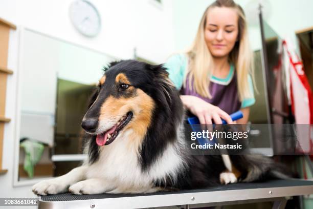 professional hond groomer met ruwe collie hond - kammen stockfoto's en -beelden