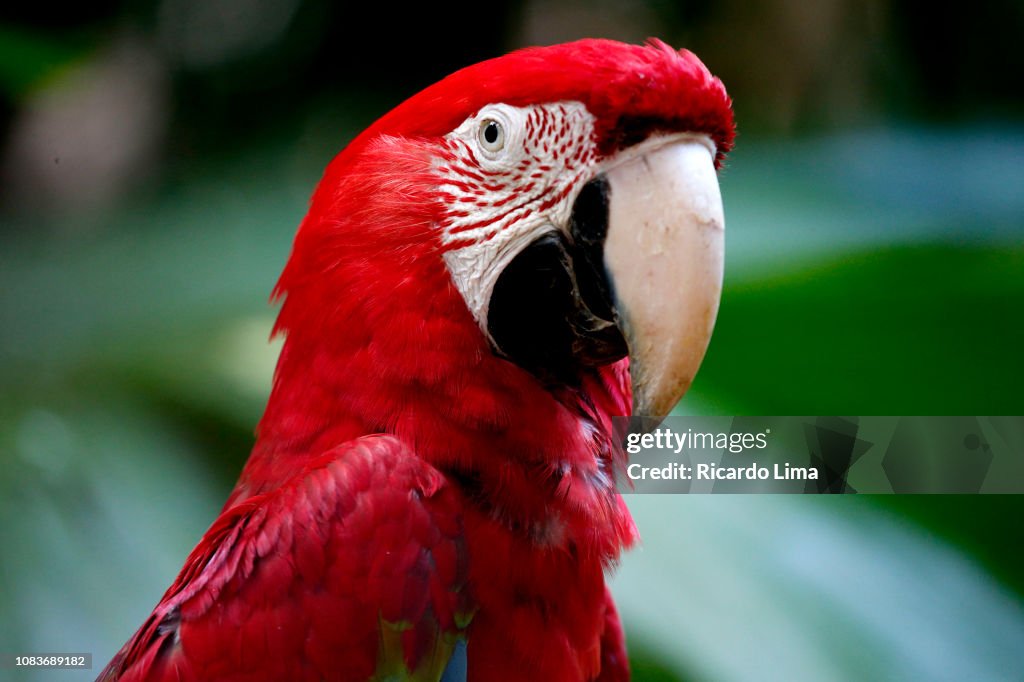 Red And Blue Macaws Seen In Amazon Region, Brazil