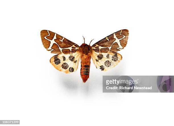 tiger moth - moth stock pictures, royalty-free photos & images