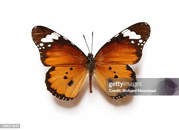 butterfly - farfalle foto e immagini stock