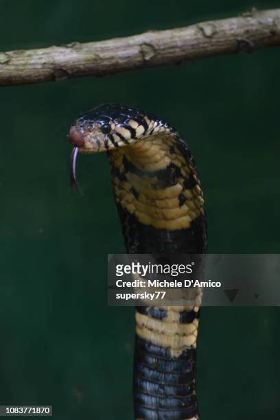 naja melanoleuca (forest cobra) - forest cobra stock pictures, royalty-free photos & images