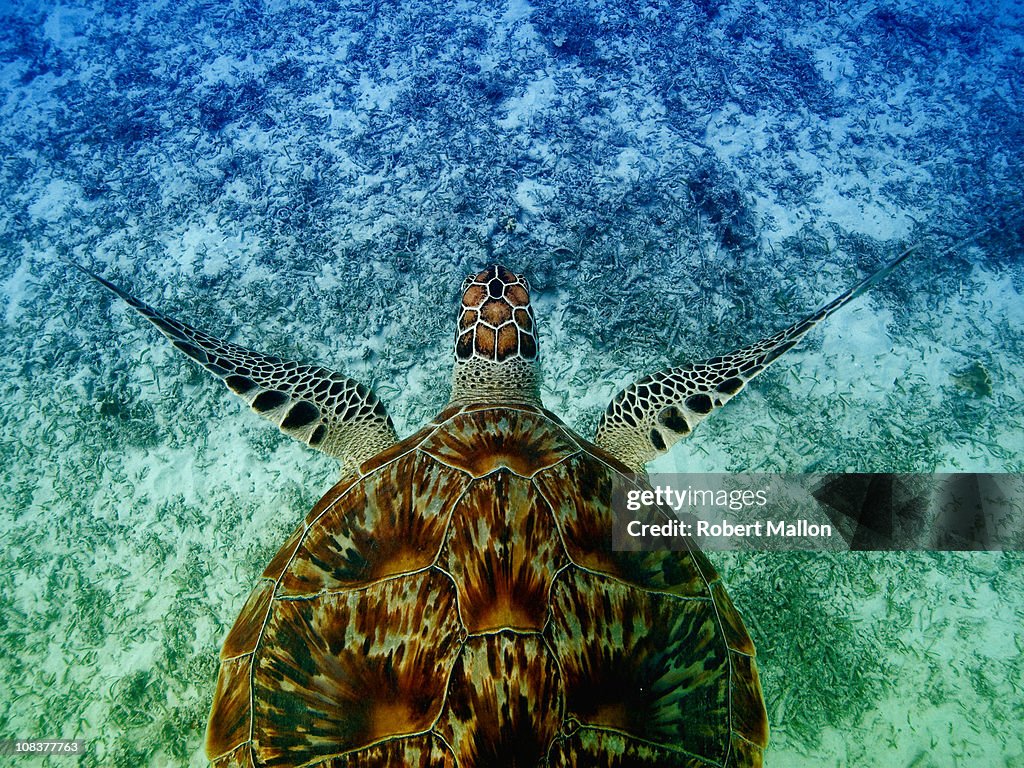 Turtle from Above