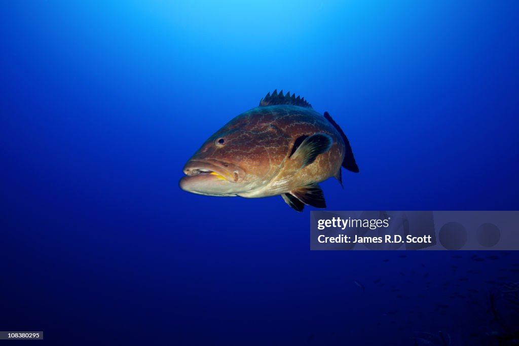 Black Grouper
