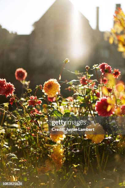 dahlia flowers in sunlight courtyard manor house garden - siertuin stockfoto's en -beelden