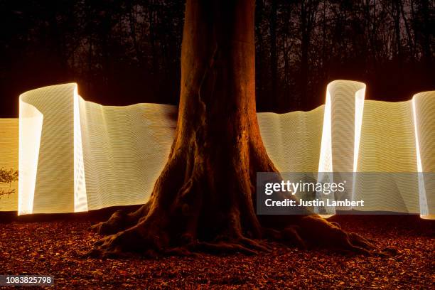 light trail behind old tree in dark woodland at night with leaves - phosphorescence stock pictures, royalty-free photos & images