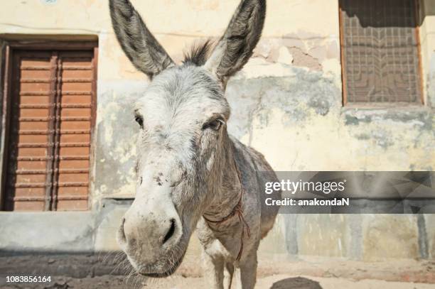 Ass India Photos And Premium High Res Pictures Getty Images ass-india-photos-and-premium-high-res-pictures-getty-images