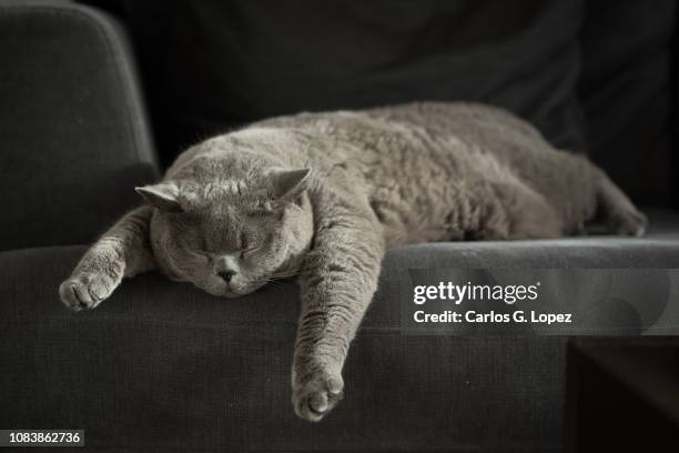 british shorthair cat sleeping on couch with legs hanging off - lazy day fotografías e imágenes de stock