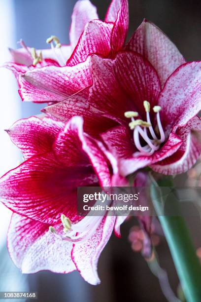 amaryllis in detail - amaryllis fotografías e imágenes de stock