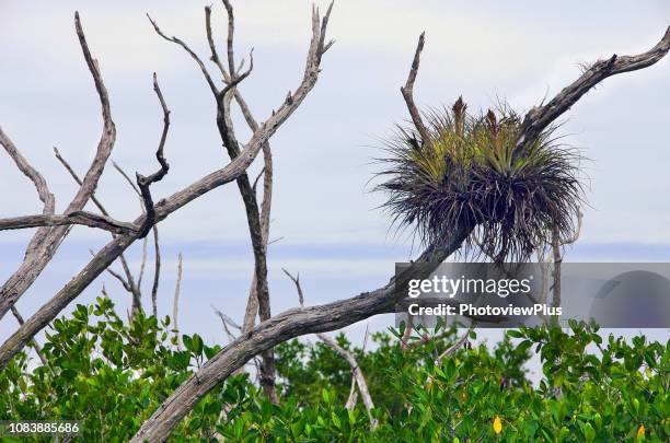 saw palmetto and slash pines against a bright sky with clouds - bromeliad stock pictures, royalty-free photos & images