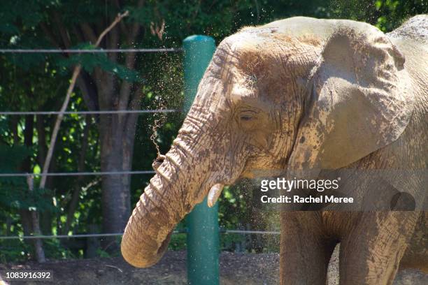 elephant - indianapolis zoo stock pictures, royalty-free photos & images