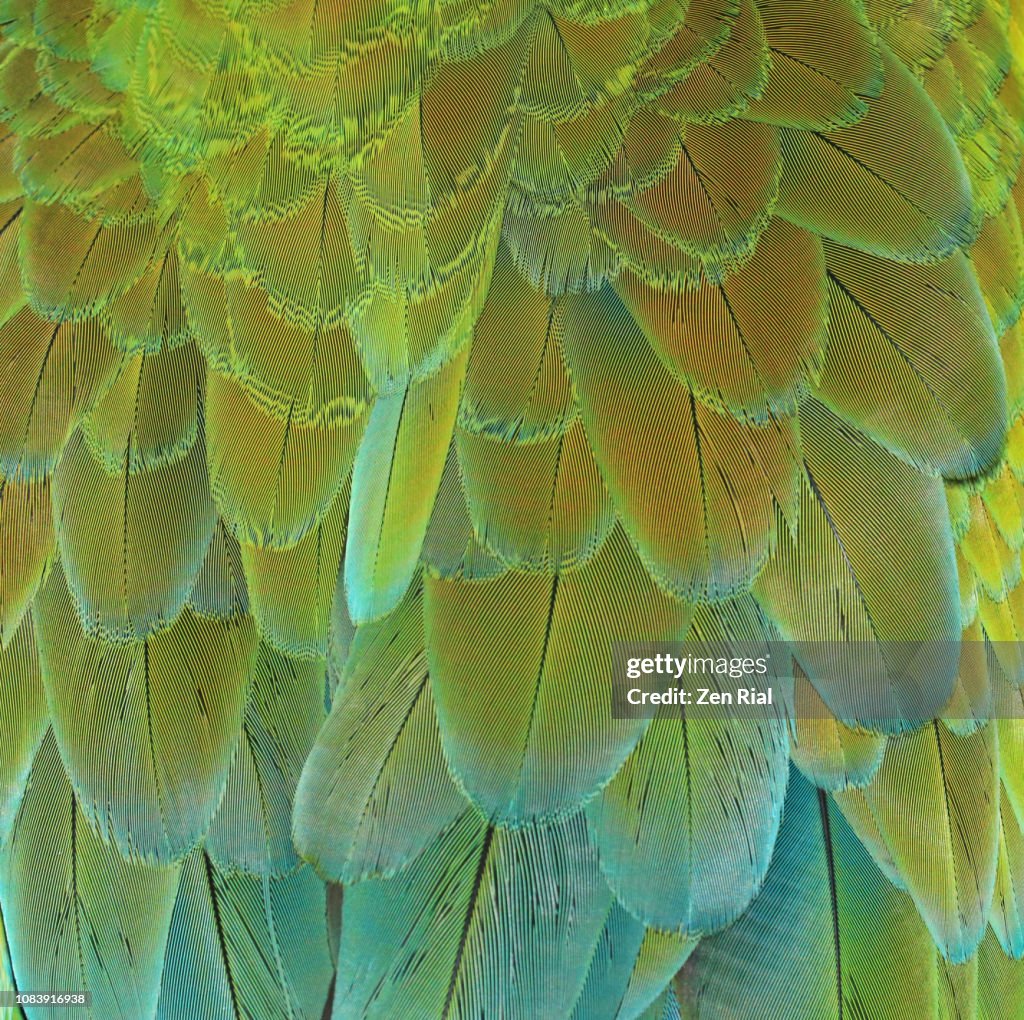 Close up of back feathers of a Macaw Parrot bird