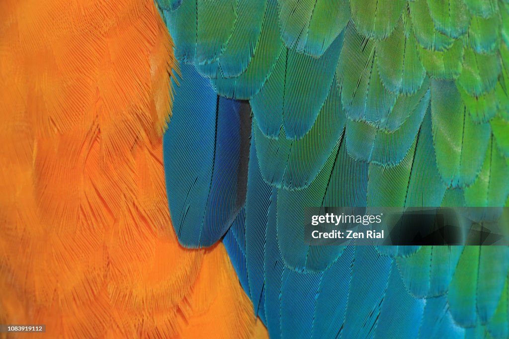 Close up of breast and wing feathers of a yellow and blue Macaw