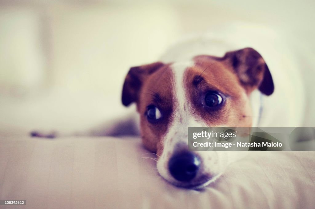 Jack Russell Terrier