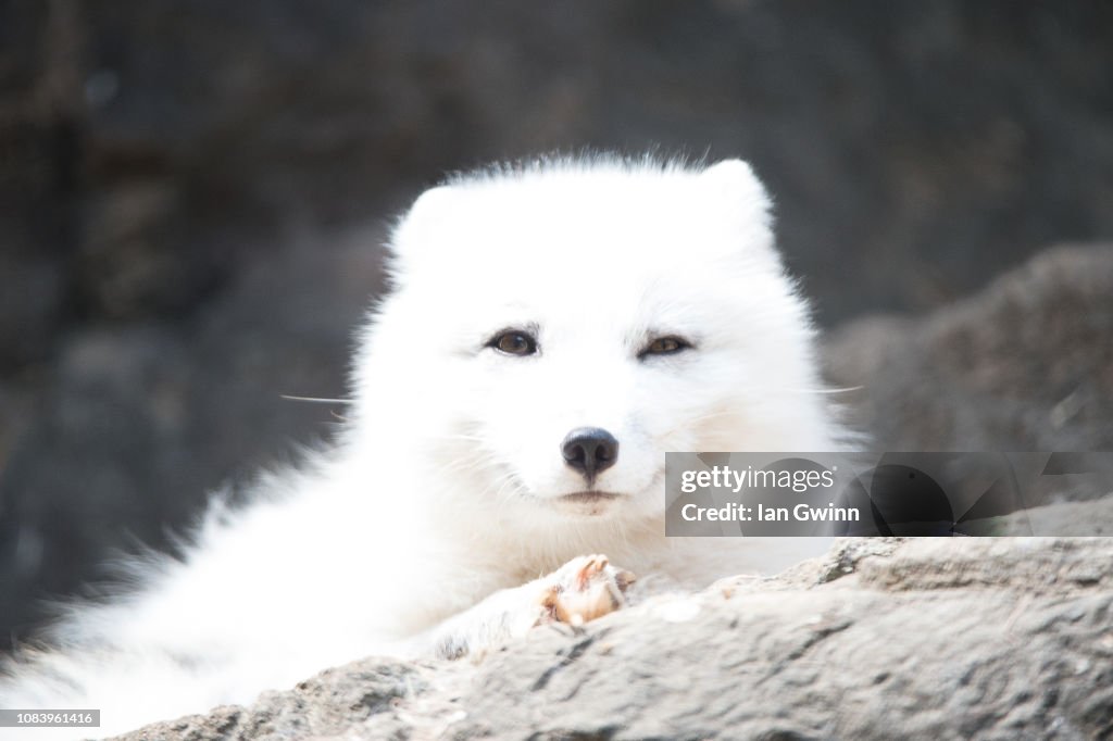 Arctic Fox_1