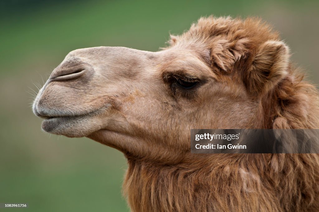 Camel