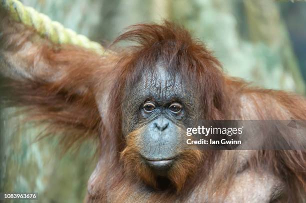 orangutan - pittsburgh zoo stock pictures, royalty-free photos & images