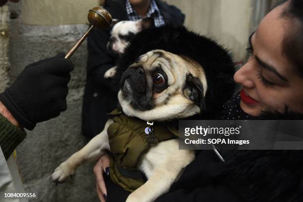Dog seen reacting to the priest blessing it during Saint Anthony's day in Madrid. During Saint Anthonys day , hundreds of people bring their pets to...