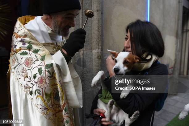 Dog seen reacting to the priest blessing it during Saint Anthony's day in Madrid. During Saint Anthonys day , hundreds of people bring their pets to...