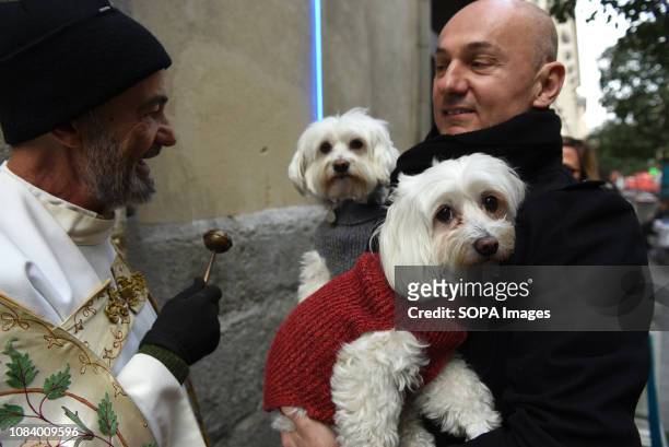 Two dogs are seen after being blessed by the priest during Saint Anthony's day at San Anton Church in Madrid. During Saint Anthonys day , hundreds of...