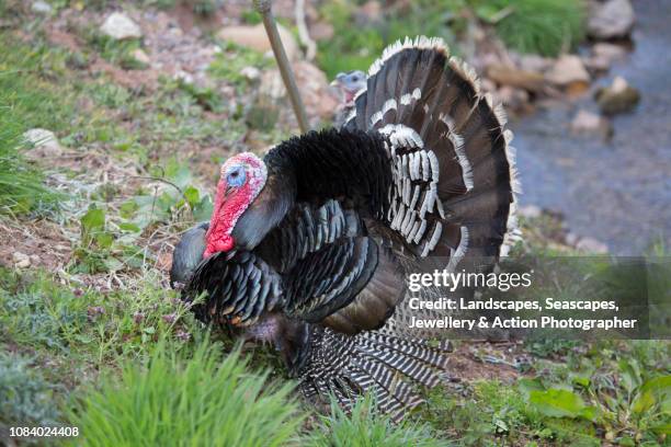 turkey from the side - turkey feathers stock pictures, royalty-free photos & images