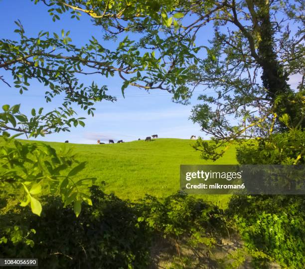 irish cows grazing on grassy field of tipperary, ireland - sun set in field cows foto e immagini stock