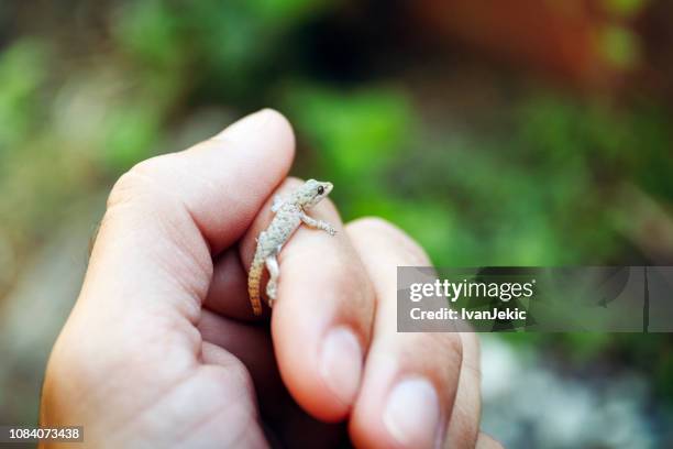 small gecko on the hand in nature - gecko stock pictures, royalty-free photos & images