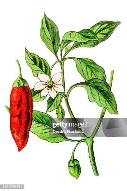 ilustrações, clipart, desenhos animados e ícones de capsicum annuum (pimentas e pimentões) - chilli con carne