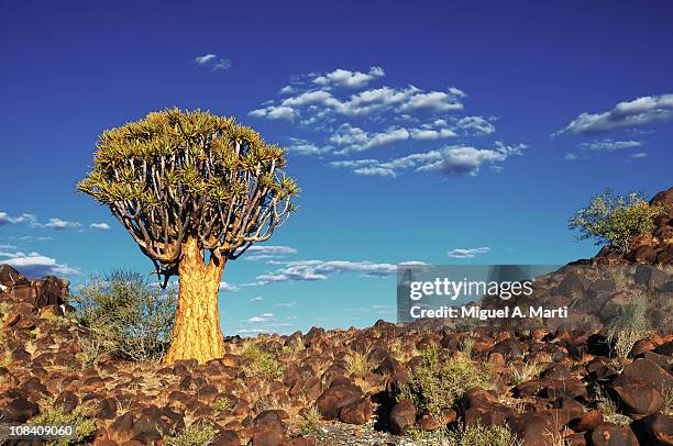 quiver tree. namibia - quiver stock pictures, royalty-free photos & images