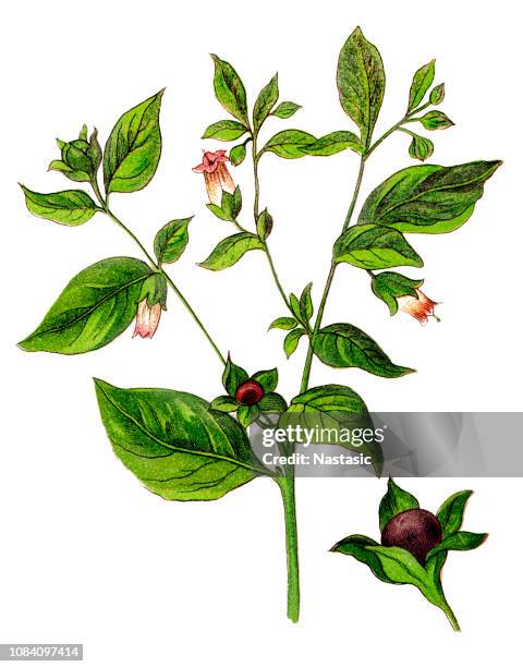 atropa belladonna, commonly known as belladonna or deadly nightshade - amaryllis stock illustrations