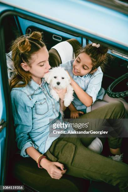 our fluffy dog loves cars - sweet bizarre vintage rides imagens e fotografias de stock