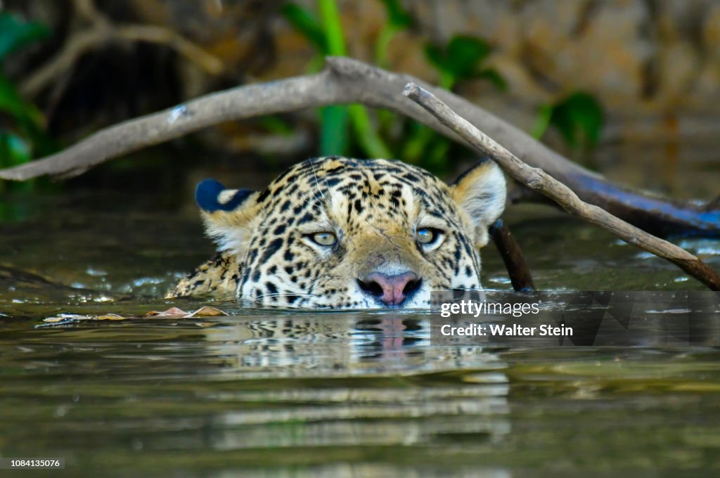 Pantanal's Jaguar #02