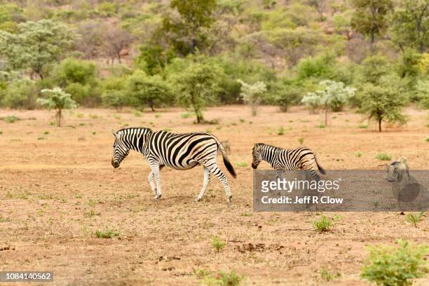 young wild zebra walks with its mom in africa - animal family stock-fotos und bilder