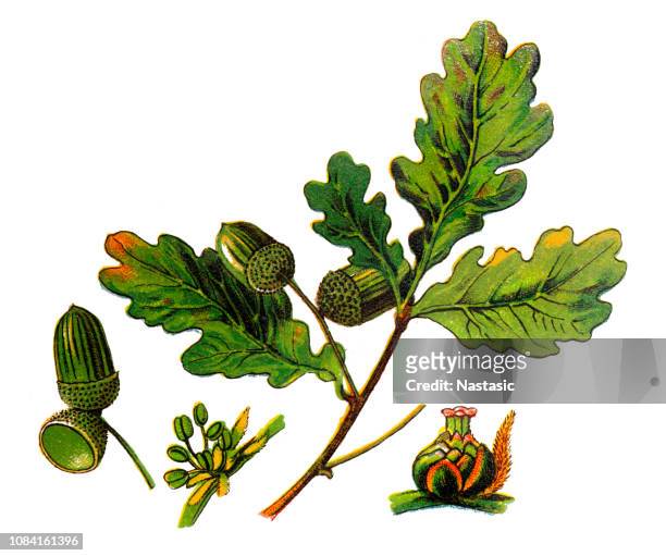 quercus robur, commonly known as common oak, pedunculate oak, european oak or english oak - english oak stock illustrations