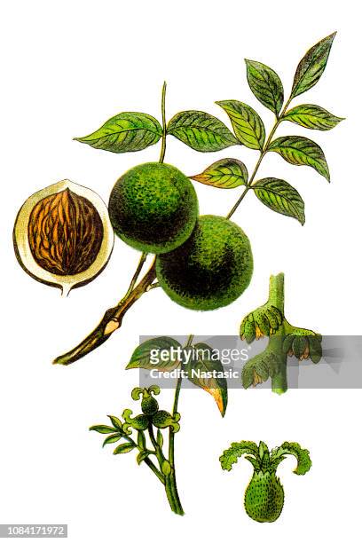 juglans regia, the persian walnut, english walnut, circassian walnut - walnuts stock illustrations