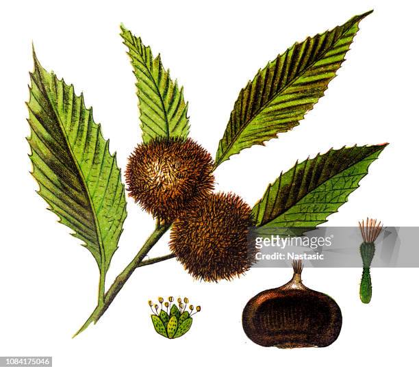 chestnut (castanea vesca) - chestnut tree stock illustrations