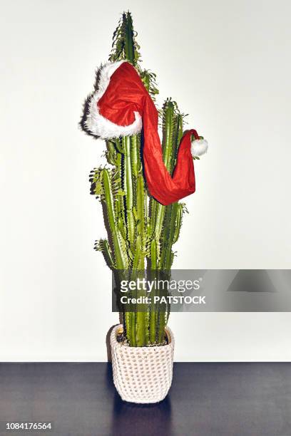santa's hat - kaktus stock-fotos und bilder