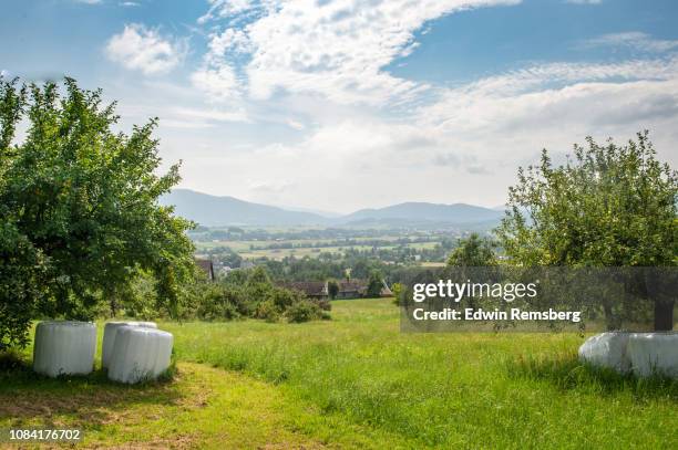green fields and apple trees - orchard stock pictures, royalty-free photos & images