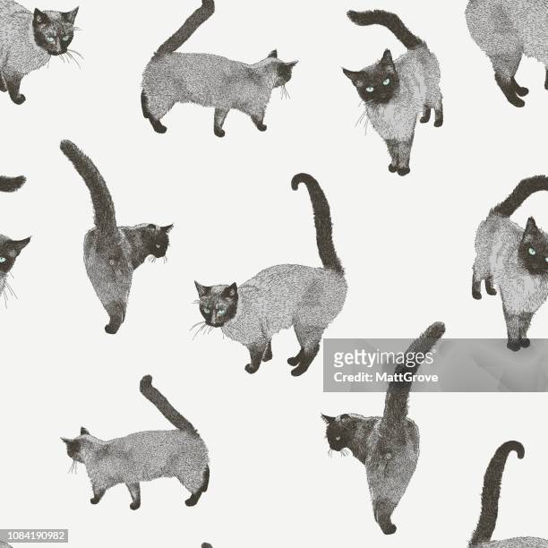 ilustrações, clipart, desenhos animados e ícones de gato siamês sem costura padrão de repetição - animal markings