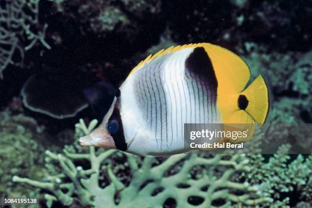 pacific double-saddle butterflyfish - pacific double saddle butterflyfish stock pictures, royalty-free photos & images