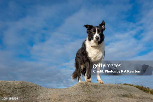 border collie stood on rocks in sunlight - border collie foto e immagini stock