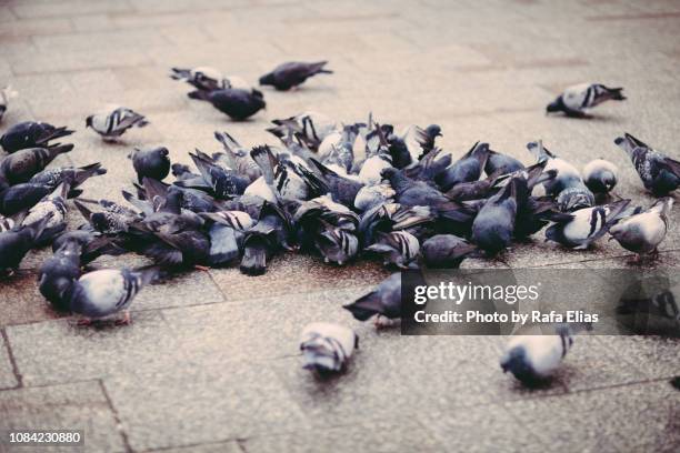 doves on the ground - tauben füttern stock-fotos und bilder