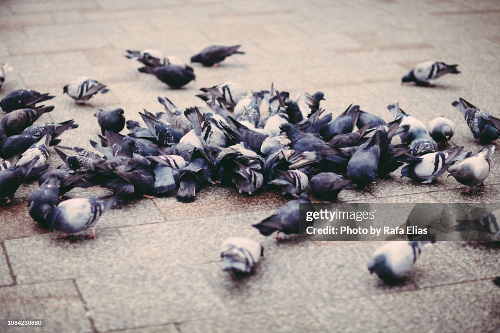 Doves on the ground