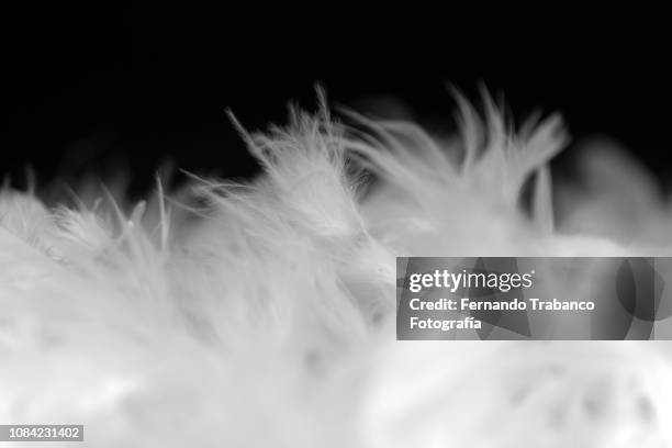 white feathers - feather boa stock pictures, royalty-free photos & images